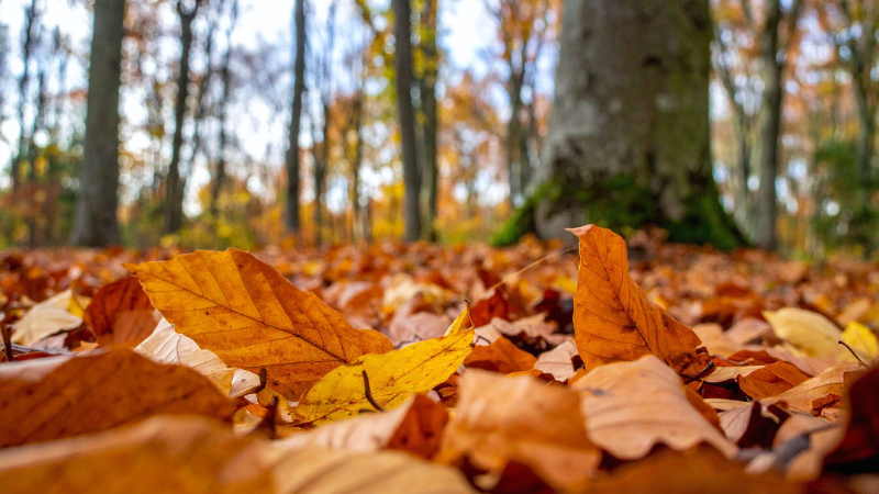 Sunderbrunch Park Crisp Weather Adventures to Enjoy This Fall | Ruhl&Ruhl REALTORS